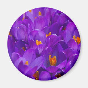 Aimant Un champ de crocus violets