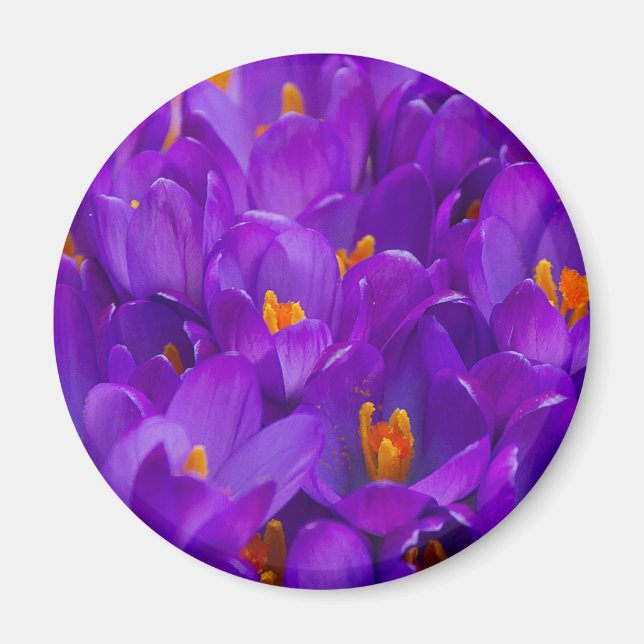 Aimant Un champ de crocus violets (Devant)