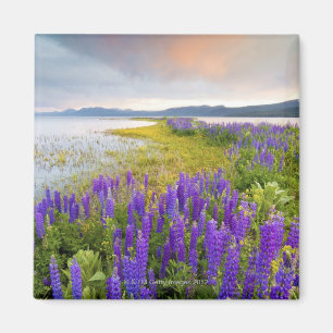 Aimant Un champ des fleurs sauvages de loup sur le rivage