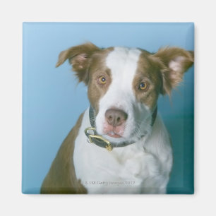 Aimant Un chien
