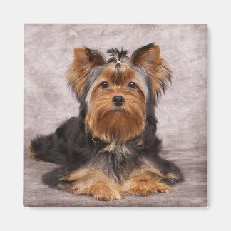 Aimant Un chien