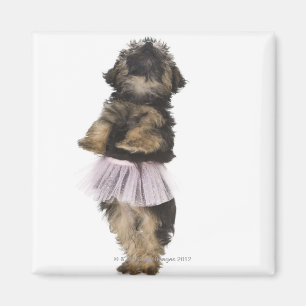 Aimant Un chiot de Yorkie-poo dans un tutu sur ses jambes