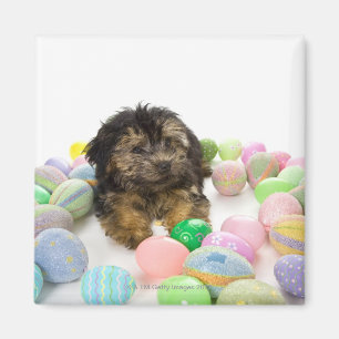 Aimant Un chiot de Yorkie-poo et oeufs de pâques
