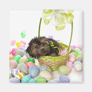Aimant Un chiot de Yorkie-poo rencontre un panier de Pâqu