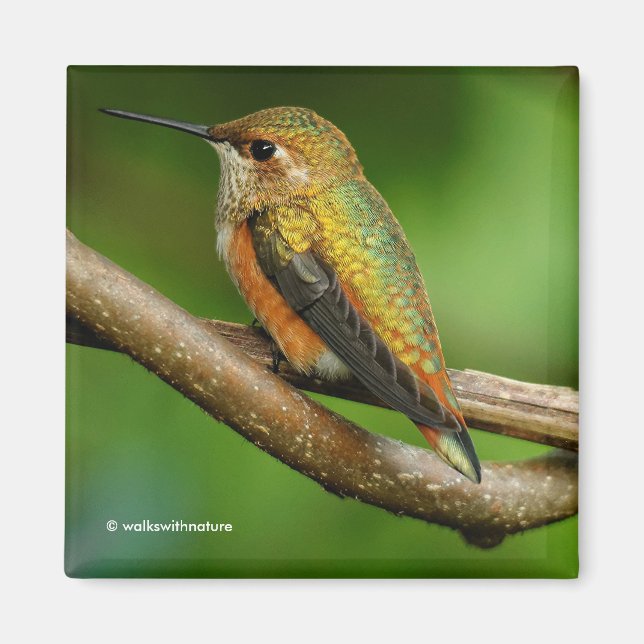 Aimant Un colibri roux étonnant sur des vignes jumelées (Devant)