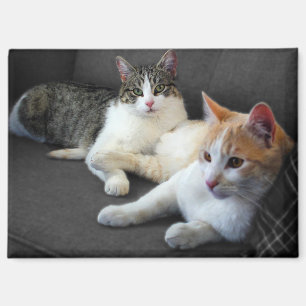 Aimant Un couple de Kitties