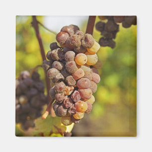 Aimant Un grappe moisi de raisins Semillon au Ch Raymond 