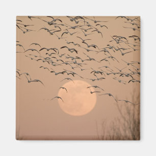 Aimant Un groupe de bernaches nonnettes migratrices, Grus