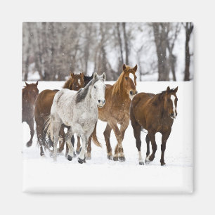 Aimant Un hiver pittoresque de course