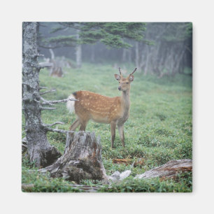 Aimant Un jeune cerf commun dans une clairière de forêt