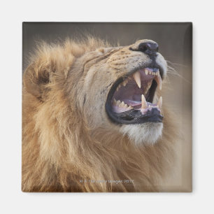 Aimant Un lion masculin mûr (Panthera Lion) dans le