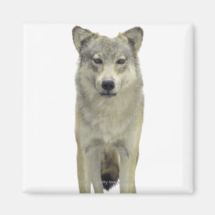 Aimant Un loup