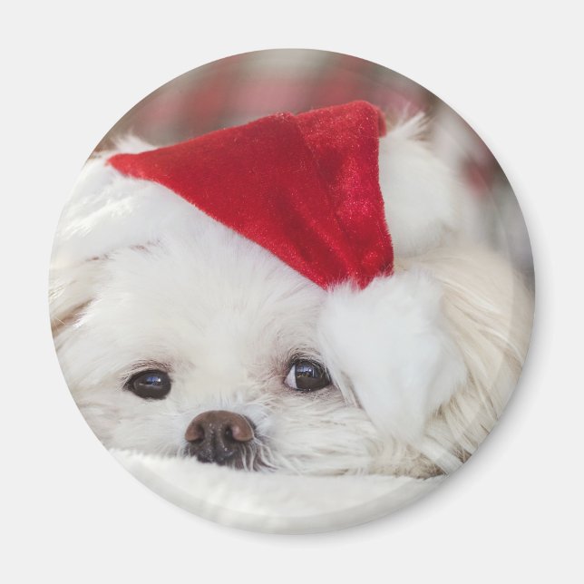 Aimant Un mignon chien blanc dans un Casquette de Noël ro (Devant)
