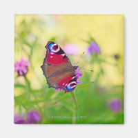 Un papillon Peacock aux couleurs vives est