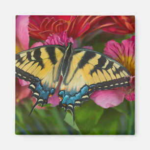 Aimant Un papillon swallowtail tigre