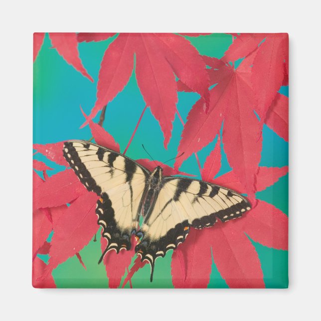 Aimant Un papillon swallowtail tigre canadien (Devant)