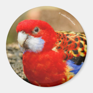 Aimant Un Rosella oriental effronté à l'abreuvoir