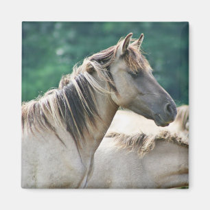 Aimant Un troupeau de Chevaux de Brumby d'Australie