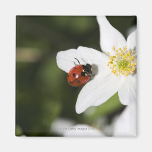 Aimant Une coccinelle sur une anémone en bois Stockholm