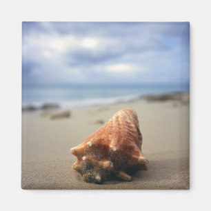 Aimant Une conque Shell sur le St Croix, Usvi de la plage