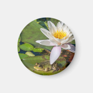 Aimant Une grenouille sous une fleur de nénuphar
