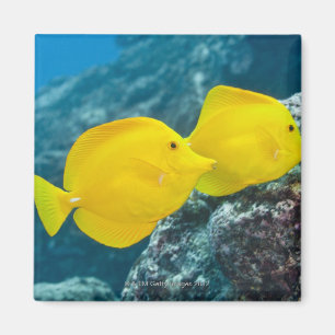 Aimant Une paire de bandes jaunes