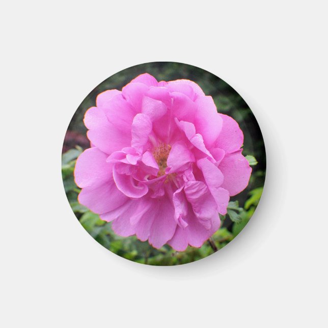 Aimant Une seule fleur rose (Devant)