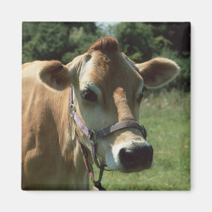 Aimant Une Vache Jersey Brown En Été Meadow Frigidaire