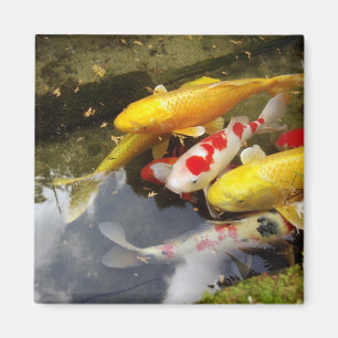 Aimant Une voie navigable remplie de carpes japonaises en