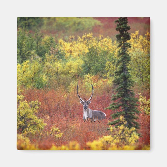 Aimant USA, Alaska, Denali National Park. Caribou (Devant)
