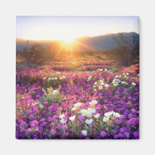 Aimant USA, Californie, Anza-Borrego Desert State Park. 2