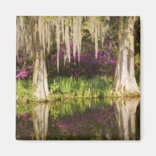 Aimant USA, Caroline du Sud, Charleston. Cypress Trees
