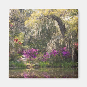 Aimant USA, Caroline du Sud, Charleston. Cypress Trees 2