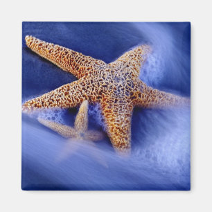 Aimant USA, Caroline du Sud, Hilton Head Island. Deux