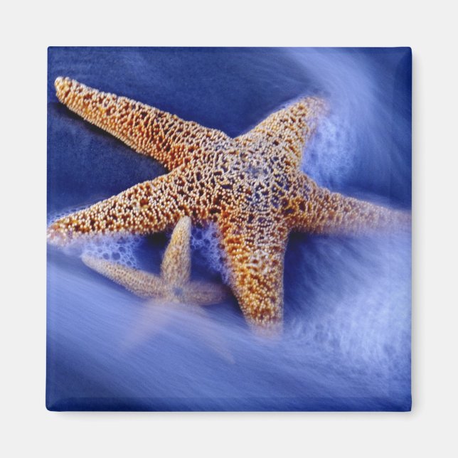 Aimant USA, Caroline du Sud, Hilton Head Island. Deux (Devant)