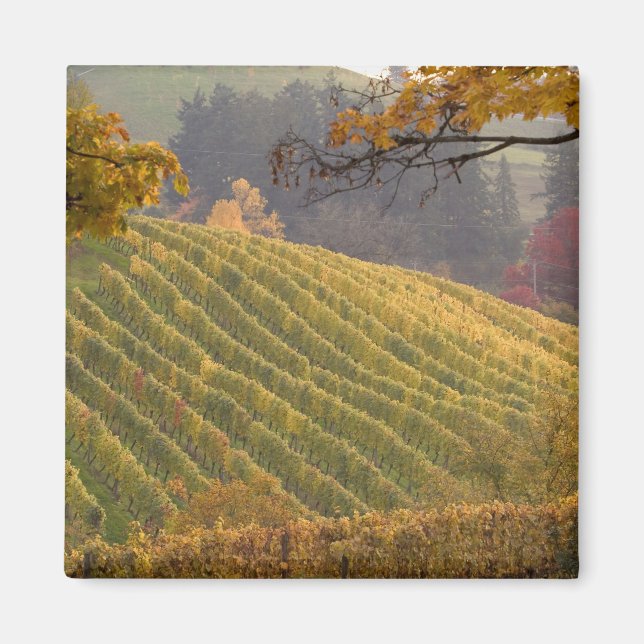 Aimant USA, Oregon, Newberg. Vignoble en automne. (Devant)