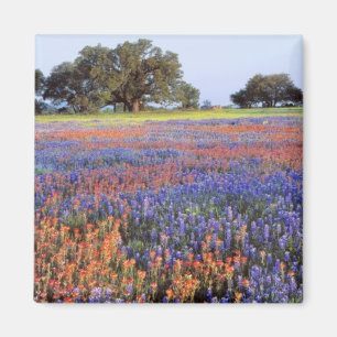 Aimant USA, Texas, Llano. Bluebonnets et redbonnets