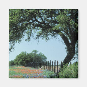 Aimant USA, Texas, Texas Hill Country Paintbrush et