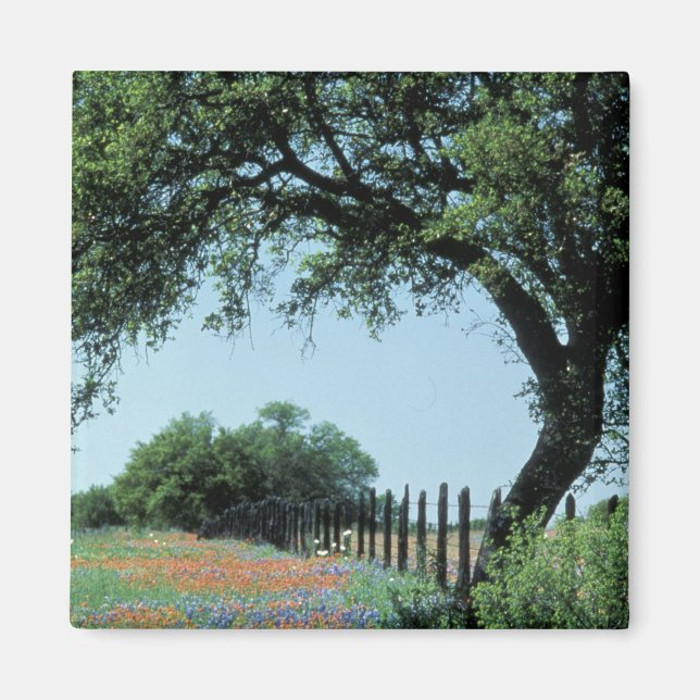Aimant USA, Texas, Texas Hill Country Paintbrush et (Devant)