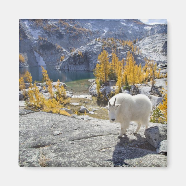 Aimant USA, WA, Alpine Lakes WI-lderness Enchantments. (Devant)
