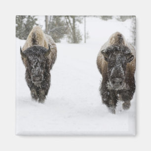 Aimant USA, WY, Yellowstone NP, Bison américain