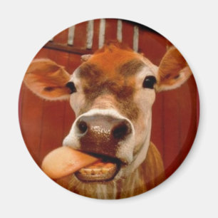 Aimant vache