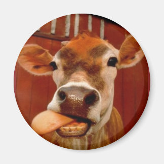 Aimant vache