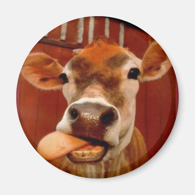 Aimant vache (Devant)