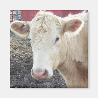 AIMANT VACHE DE CAROLE