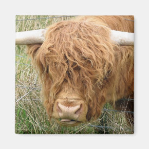 Aimant Vache des montagnes hirsute