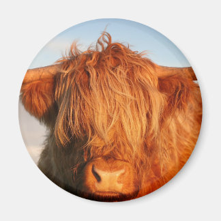 Aimant Vache écossaise des Highlands - Écosse