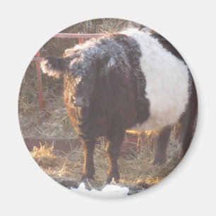Aimant Vache galloway à ceinture gelée