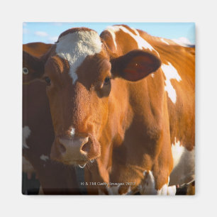 Aimant Vaches à la ferme