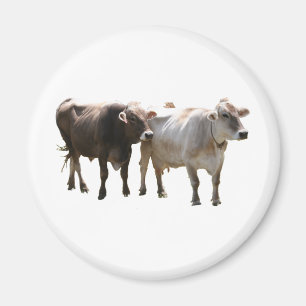 Aimant Vaches à Suisse Brown